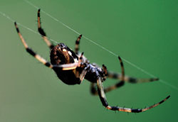 Как избавиться от пауков: практичные советы