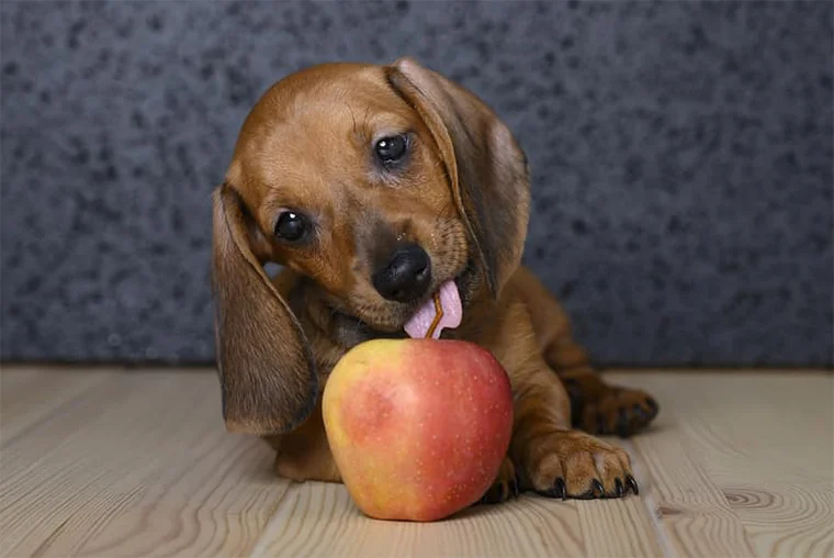 Можно ли давать собакам яблоки, по мнению ветеринаров?