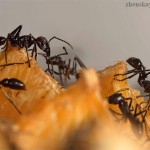 Как навсегда избавиться от муравьёв в доме?