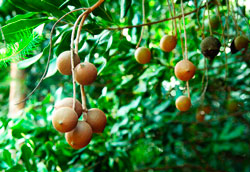 Удивительные свойства ореха макадамия