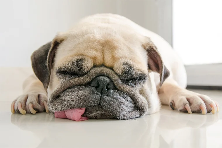 Сколько часов в сутки должна спать собака? Как узнать, высыпается ли ваш пёс?